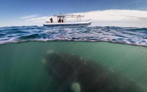 Whale below dive boat